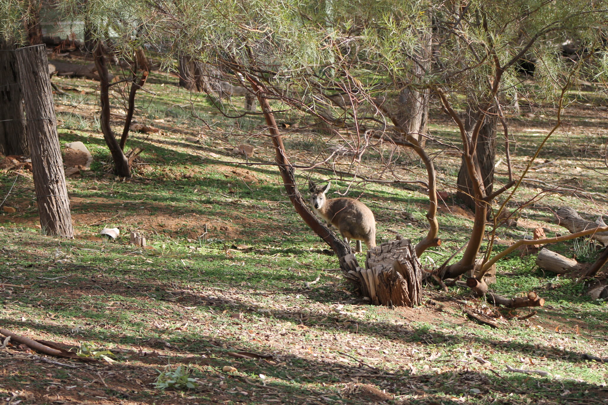 unsustainable-kangaroo-killing