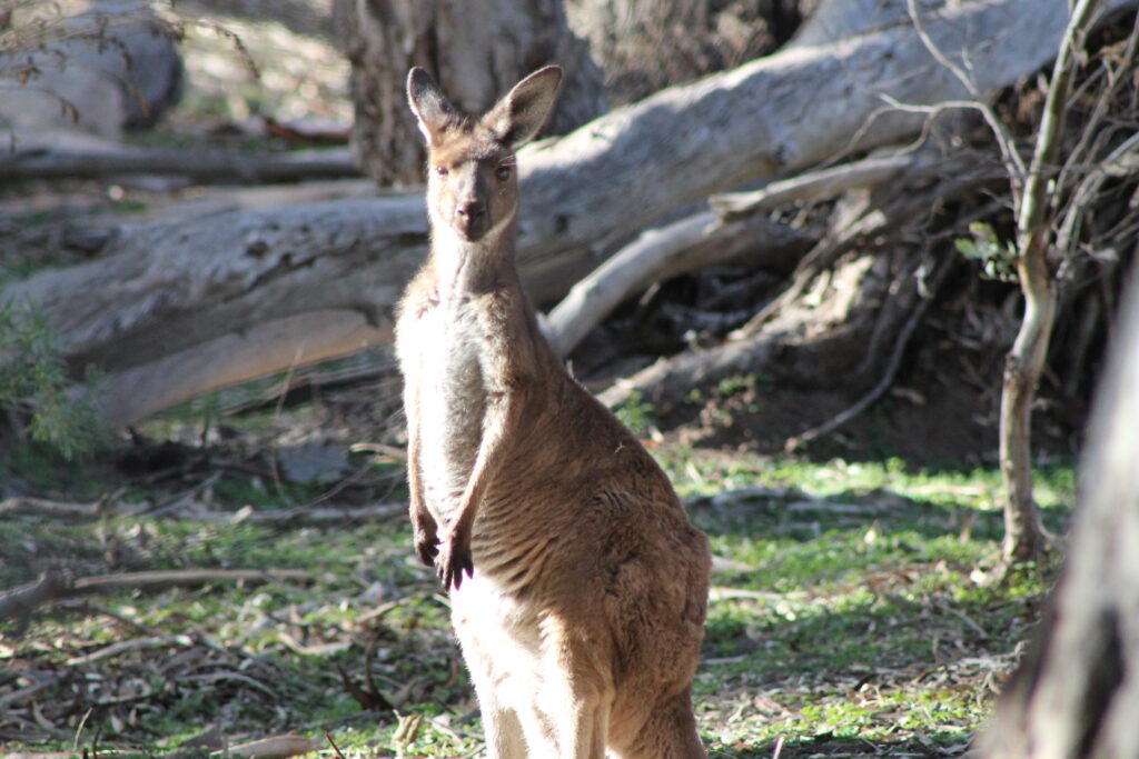 Inhumane Killing of Kangaroos