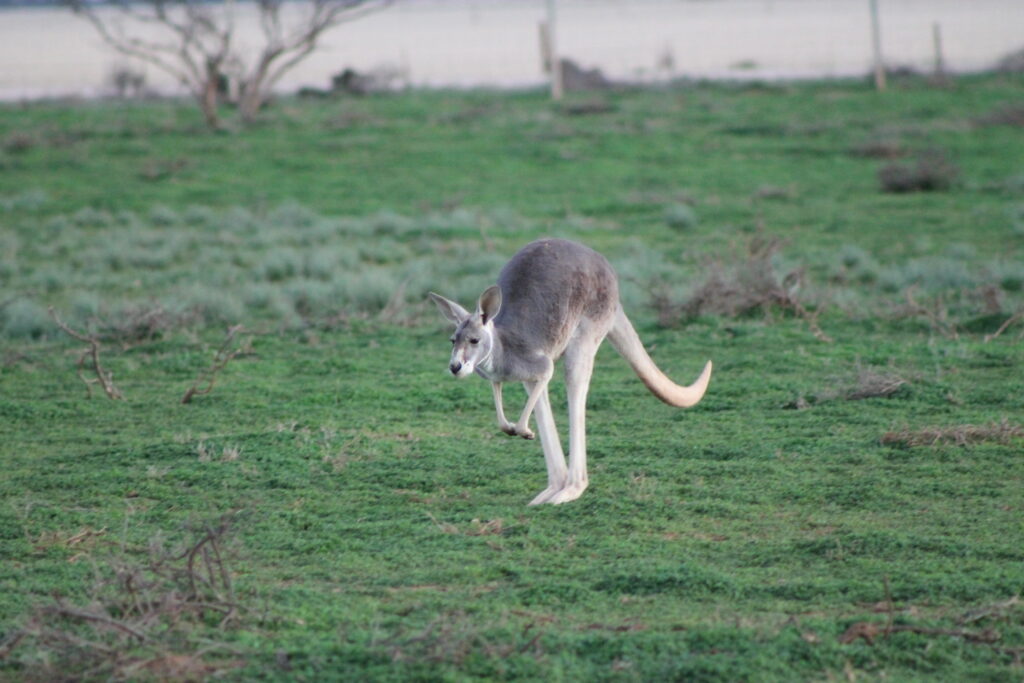 Myths About Kangaroos