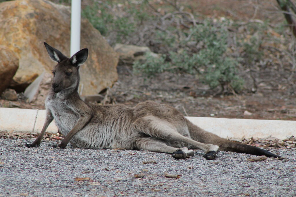 The Dangers of Kangaroo Meat